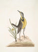 Ornithogalum liteum c La petite étoile jaune Alauda Magna La grande alouette - Mark Catesby — näkymä teoksesta