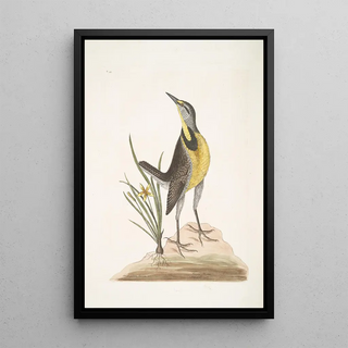 Mark Catesby - Ornithogalum liteum c The Little yellow StarFlower Alauda Magna The large Lark.webp