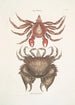 Pagurus Maculatus Le crabe pagure tacheté Cancer chelis crassissimis Le crabe à carapace rugueuse - Mark Catesby — näkymä teoksesta