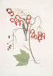 Parus Americanus Gutture luteo La mésange à gorge jaune Acer Virginianum folio majore L'érable à fleurs rouges - Mark Catesby — näkymä teoksesta
