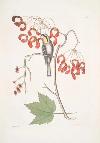 Mark Catesby - Parus Americanus Gutture luteo the yellowthroated creeper Acer Virginianum folio majore The Red flowering maple.webp
