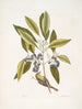 Parus Americanus lutescens Le Grimpereau des pins Ligustrum Lauri folio Le Laurier à baies pourpres - Mark Catesby — näkymä teoksesta