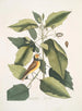 Parus coucou noir La mésange à capuchon Tupelo Arbor L'eau Tupelo - Mark Catesby — näkymä teoksesta