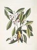 Parus luteus La Mésange Jaune Laurus Carolinensis Le Laurier Rouge - Mark Catesby — näkymä teoksesta