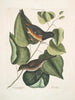 Moineau noir aux yeux rouges L'oiseau Towhe Moineau brun L'oiseau Cowpen - Mark Catesby — näkymä teoksesta
