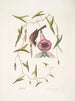 Passerculus Le petit moineau Convulvulus Caroliniensis Le liseron pourpre de Caroline - Mark Catesby — näkymä teoksesta