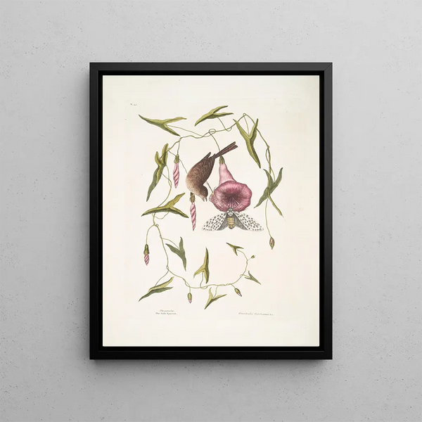 Mark Catesby - Passerculus The little Sparrow Convulvulus Caroliniensis The Purple Bindweed of Carolina.webp
