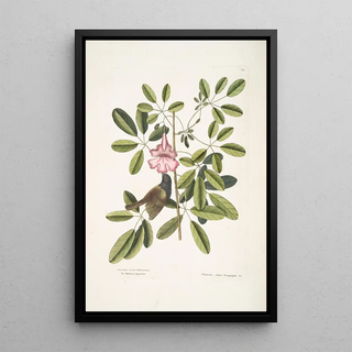 Mark Catesby - Passerculus bicolor Bahamiensis The Bahama Sparrow Bignonia Arbor Pentaphylla Plum Cat.webp