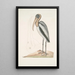 Pelicanus Sylvaticus Le Pélican des Bois - Mark Catesby — kehystetty taideteos seinällä