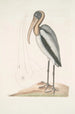 Pelicanus Sylvaticus Le Pélican des Bois - Mark Catesby — näkymä teoksesta