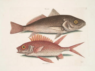 Perca et le Crocodile Perca rubra et l'Écureuil - Mark Catesby — näkymä teoksesta