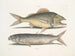 Le mulet - Mark Catesby — näkymä teoksesta