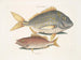 Le poisson porc Perca rhomboidalis et le chef d'école Perca pinnis - Mark Catesby — näkymä teoksesta