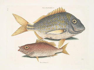 Le poisson porc Perca rhomboidalis et le chef d'école Perca pinnis - Mark Catesby — näkymä teoksesta
