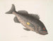 Poisson-perche vénéneux c Le RockFish - Mark Catesby — näkymä teoksesta