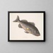 Poisson-perche vénéneux c Le RockFish - Mark Catesby — kehystetty taideteos seinällä