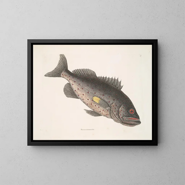 Poisson-perche vénéneux c Le RockFish - Mark Catesby — kehystetty taideteos seinällä