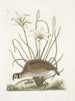 Perdrix sauvage de Virginie La perdrix d'Amérique Lilio narcissus Virginiensis Le lys Attamusco - Mark Catesby — näkymä teoksesta
