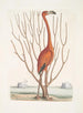 Phoenicopterus Bahamensis Le Flamant rose Keratophiton c - Mark Catesby — näkymä teoksesta
