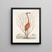 Phoenicopterus Bahamensis Le Flamant rose Keratophiton c - Mark Catesby — kehystetty taideteos seinällä