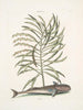 Phylantus c. Remora Le poisson suceur - Mark Catesby — näkymä teoksesta