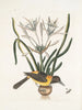 Pica luteonigra varia Le Pye jaune et noir Lilio-Narcissus Polianthus Vespa Ichneumon coerulea - Mark Catesby — näkymä teoksesta