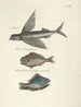 Poissons, serpents, insectes et quelques autres animaux, ainsi que quelques photos de plantes Pl008 - Mark Catesby — näkymä teoksesta