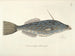 Images de poissons, serpents, insectes et d'autres animaux ainsi que de certaines plantes Pl019 - Mark Catesby — näkymä teoksesta