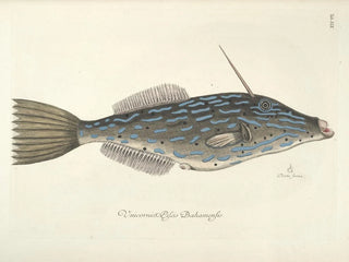 Images de poissons, serpents, insectes et d'autres animaux ainsi que de certaines plantes Pl019 - Mark Catesby — näkymä teoksesta