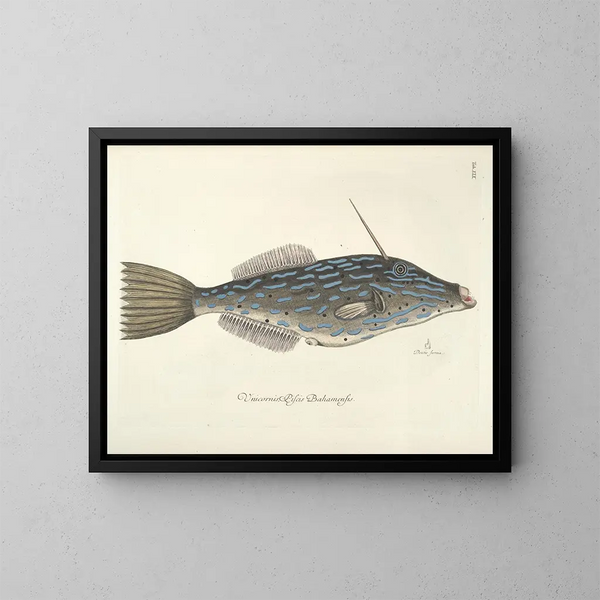 Images de poissons, serpents, insectes et d'autres animaux ainsi que de certaines plantes Pl019 - Mark Catesby — kehystetty taideteos seinällä