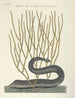 Poissons, serpents, insectes et quelques autres animaux, ainsi que quelques photos de plantes Pl021 - Mark Catesby — näkymä teoksesta