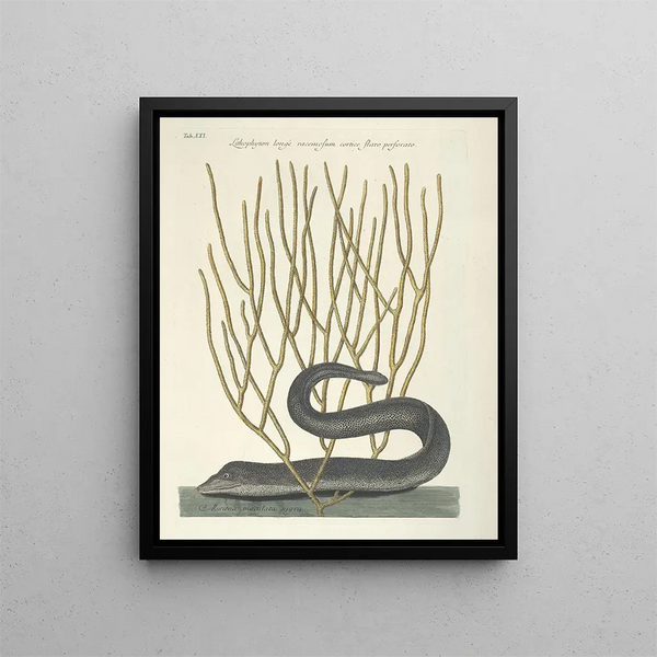 Mark Catesby - Piscium serpentum insectorum aliorumque nonnullorum animalum nec non plantarum quarundam imagines Pl021.webp