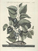 Poissons, serpents, insectes et quelques autres animaux, ainsi que quelques photos de plantes Pl024 - Mark Catesby — näkymä teoksesta