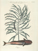 Poissons, serpents, insectes et quelques autres animaux, ainsi que quelques images de plantes Pl026 - Mark Catesby — näkymä teoksesta