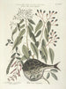 Poissons, serpents, insectes et quelques autres animaux, ainsi que quelques photos de plantes Pl028 - Mark Catesby — näkymä teoksesta