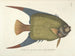 Images de poissons, serpents, insectes et d'autres animaux ainsi que de certaines plantes Pl031 - Mark Catesby — näkymä teoksesta