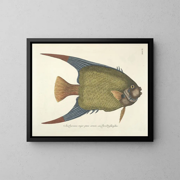 Images de poissons, serpents, insectes et d'autres animaux ainsi que de certaines plantes Pl031 - Mark Catesby — kehystetty taideteos seinällä