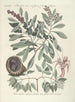 Piscium serpentum insectorum aliorumque nonnullorum animalum nec non plantarum quarundam imagines Pl033 - Mark Catesby — näkymä teoksesta