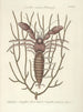 Poissons, serpents, insectes et quelques autres animaux, ainsi que quelques photos de plantes Pl034 - Mark Catesby — näkymä teoksesta