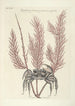 Piscium serpentum insectorum aliorumque nonnullorum animalum nec non plantarum quarundam imagines Pl035 - Mark Catesby — näkymä teoksesta