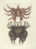 Poissons, serpents, insectes et quelques autres animaux, ainsi que quelques photos de plantes Pl036 - Mark Catesby — näkymä teoksesta