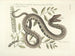 Images de poissons, serpents, insectes et d'autres animaux ainsi que de certaines plantes Pl043 - Mark Catesby — näkymä teoksesta