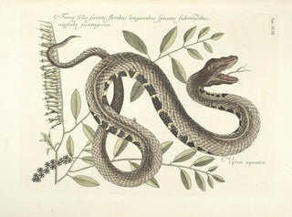 Images de poissons, serpents, insectes et d'autres animaux ainsi que de certaines plantes Pl043 - Mark Catesby — näkymä teoksesta