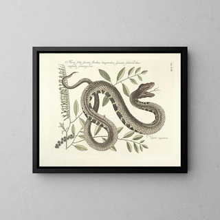 Images de poissons, serpents, insectes et d'autres animaux ainsi que de certaines plantes Pl043 - Mark Catesby — kehystetty taideteos seinällä