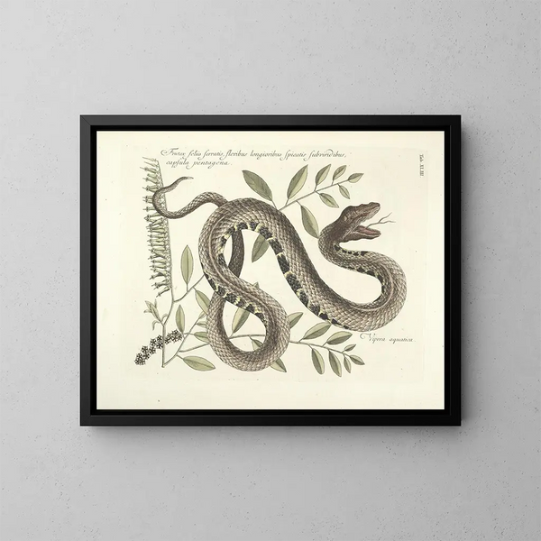Images de poissons, serpents, insectes et d'autres animaux ainsi que de certaines plantes Pl043 - Mark Catesby — kehystetty taideteos seinällä