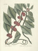 Poissons, serpents, insectes et quelques autres animaux, ainsi que quelques photos de plantes Pl047 - Mark Catesby — näkymä teoksesta