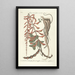 Piscium serpentum insectorum aliorumque nonnullorum animalum nec non plantarum quarundam imagines Pl049 - Mark Catesby — kehystetty taideteos seinällä