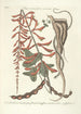Piscium serpentum insectorum aliorumque nonnullorum animalum nec non plantarum quarundam imagines Pl049 - Mark Catesby — näkymä teoksesta