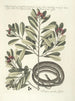 Poissons, serpents, insectes et quelques autres animaux, ainsi que quelques photos de plantes Pl050 - Mark Catesby — näkymä teoksesta