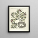 Poissons, serpents, insectes et quelques autres animaux, ainsi que quelques photos de plantes Pl050 - Mark Catesby — kehystetty taideteos seinällä